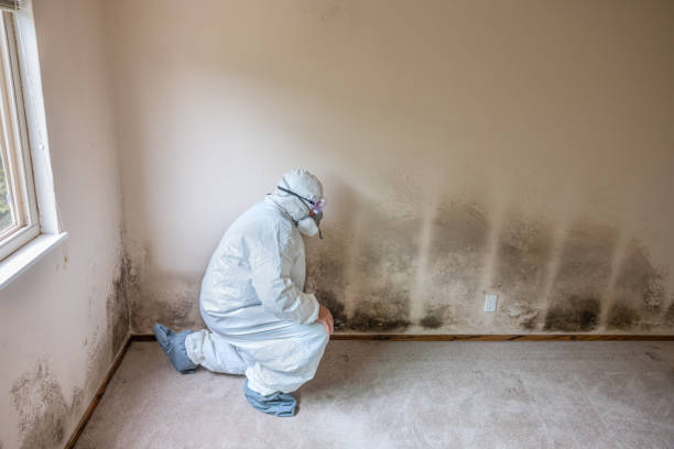 Andrews Af, MD Mold Remediation Company